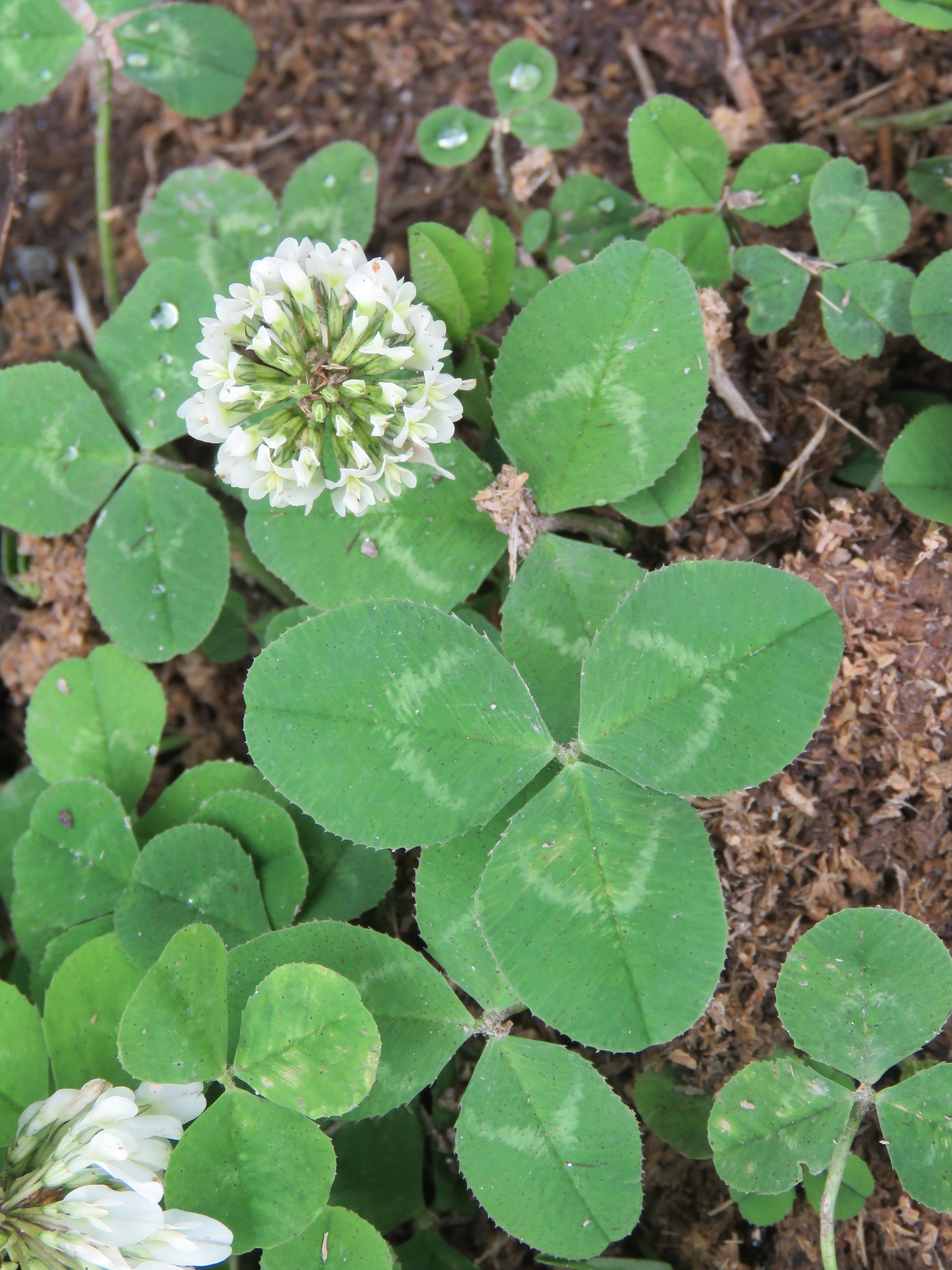 Dutch Irish Shamrock True Clover Trifolium Repens Sejahtera Seeds dutch-irish-shamrock-true-clover-trifolium-repens-sejahtera-seeds