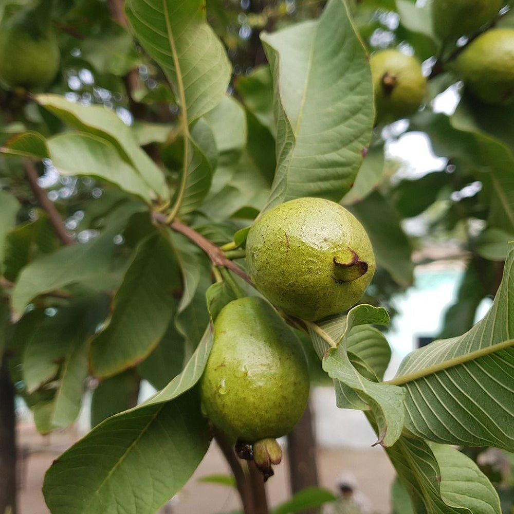 Common Guava Lemon Guava (Psidium guajava)