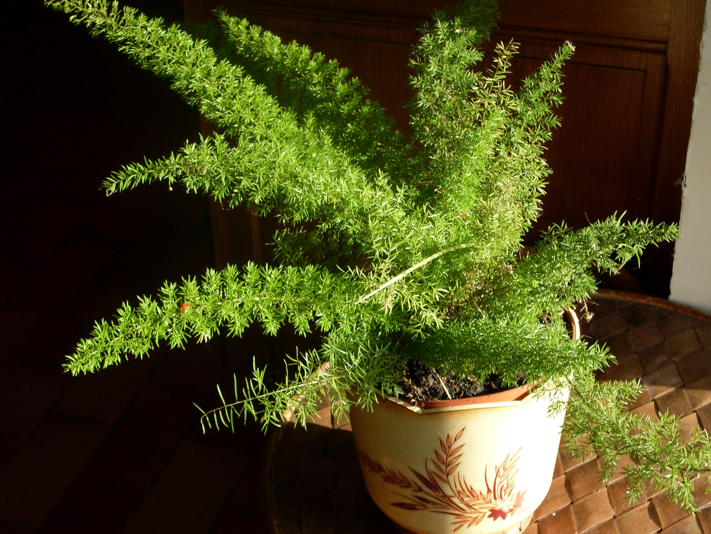 Emerald Fern (Asparagus sprengeri)