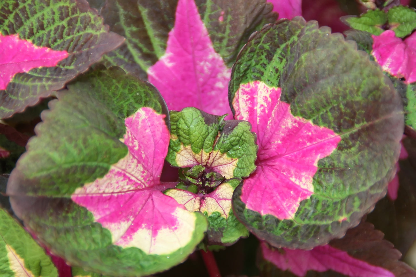Beefsteakplant Perilla Shiso (Perilla frutescens)