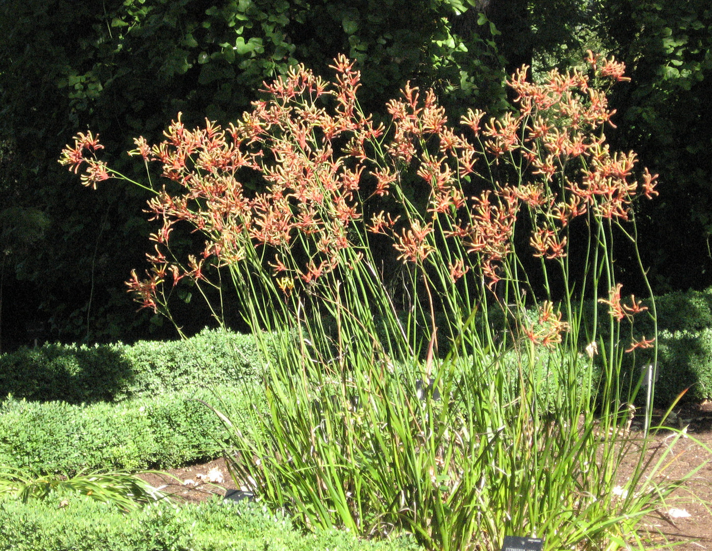 Tall Kangaroo Paw (Anigozanthos flavidus - green flower)