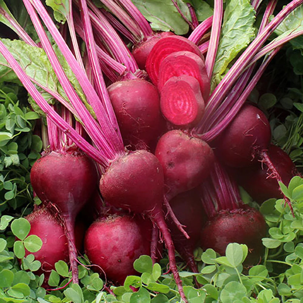 Early Wonder Beet (Beta vulgaris Early Wonder)