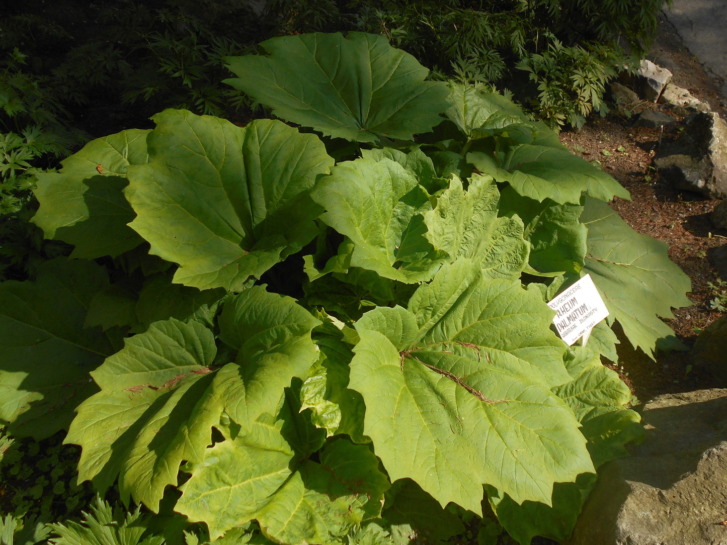 Chinese Rhubarb Turkish Rhubarb (Rheum palmatum)