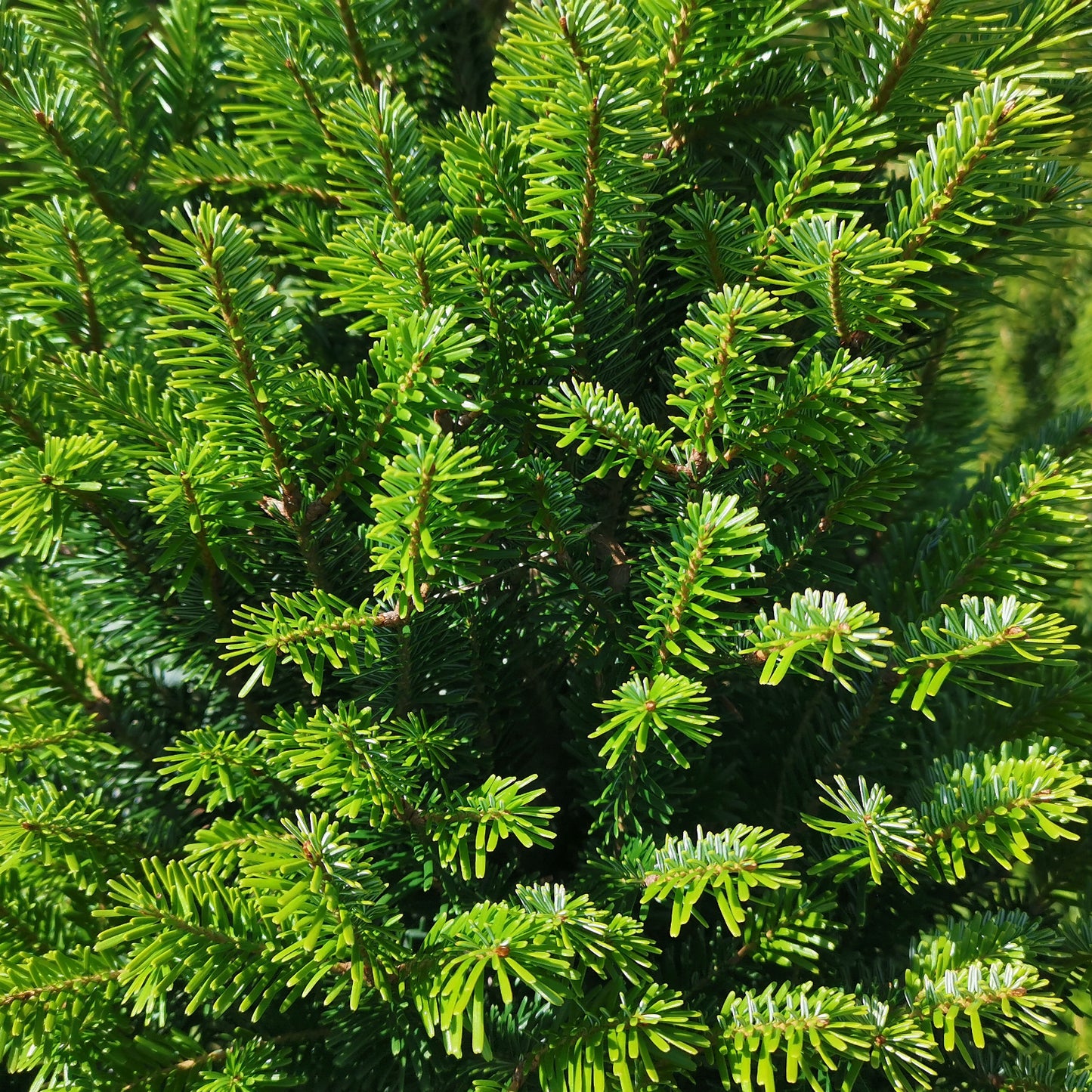 Common European Silver Fir (Abies alba)