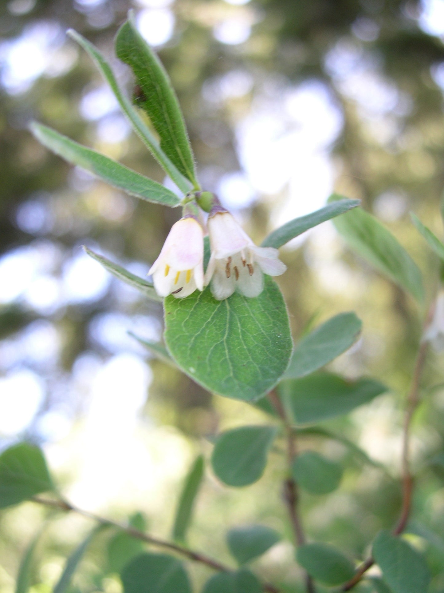 Mountain Snowberry (Symphoricarpos oreophilus)