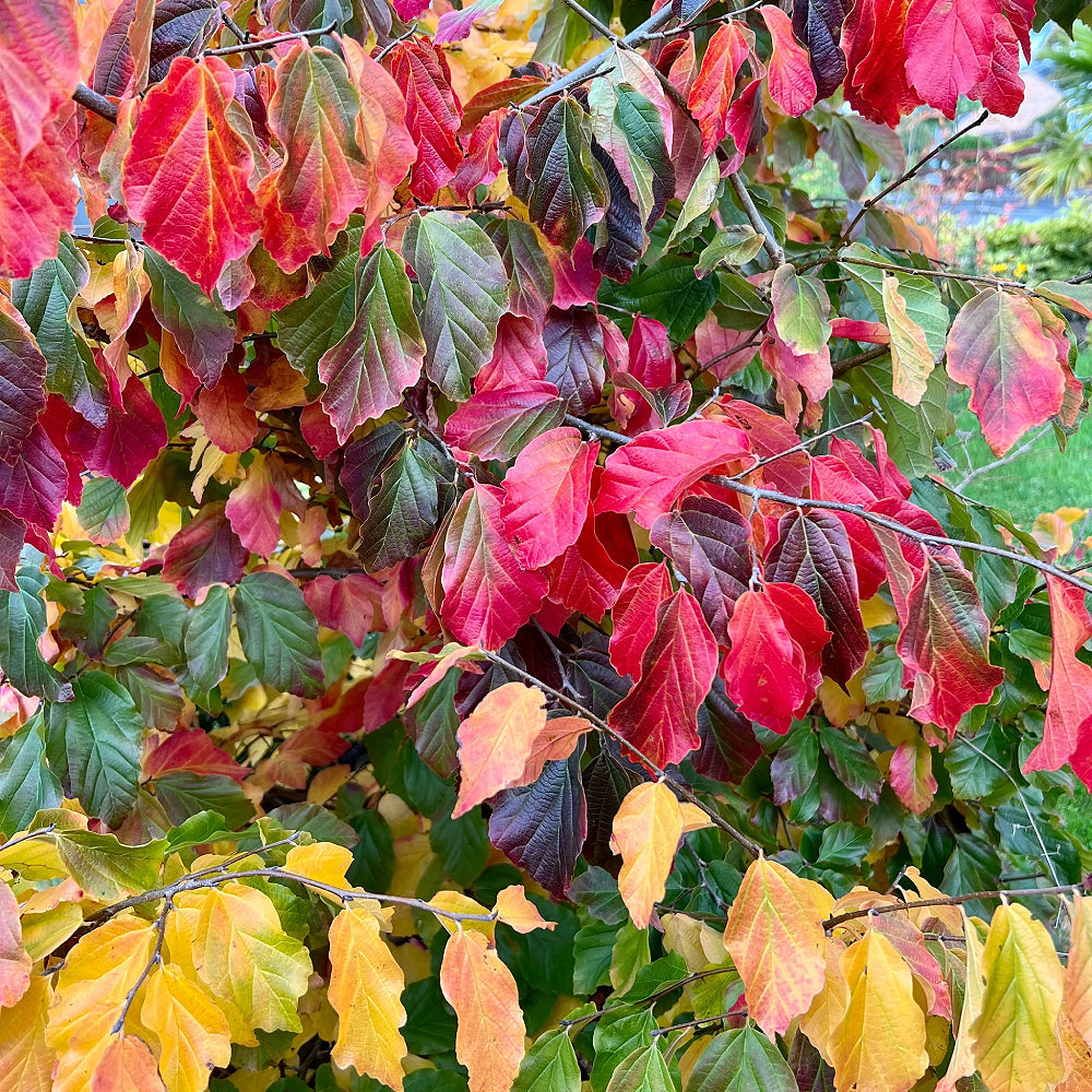 Persian Ironwood Persian Parrotia (Parrotia persica)