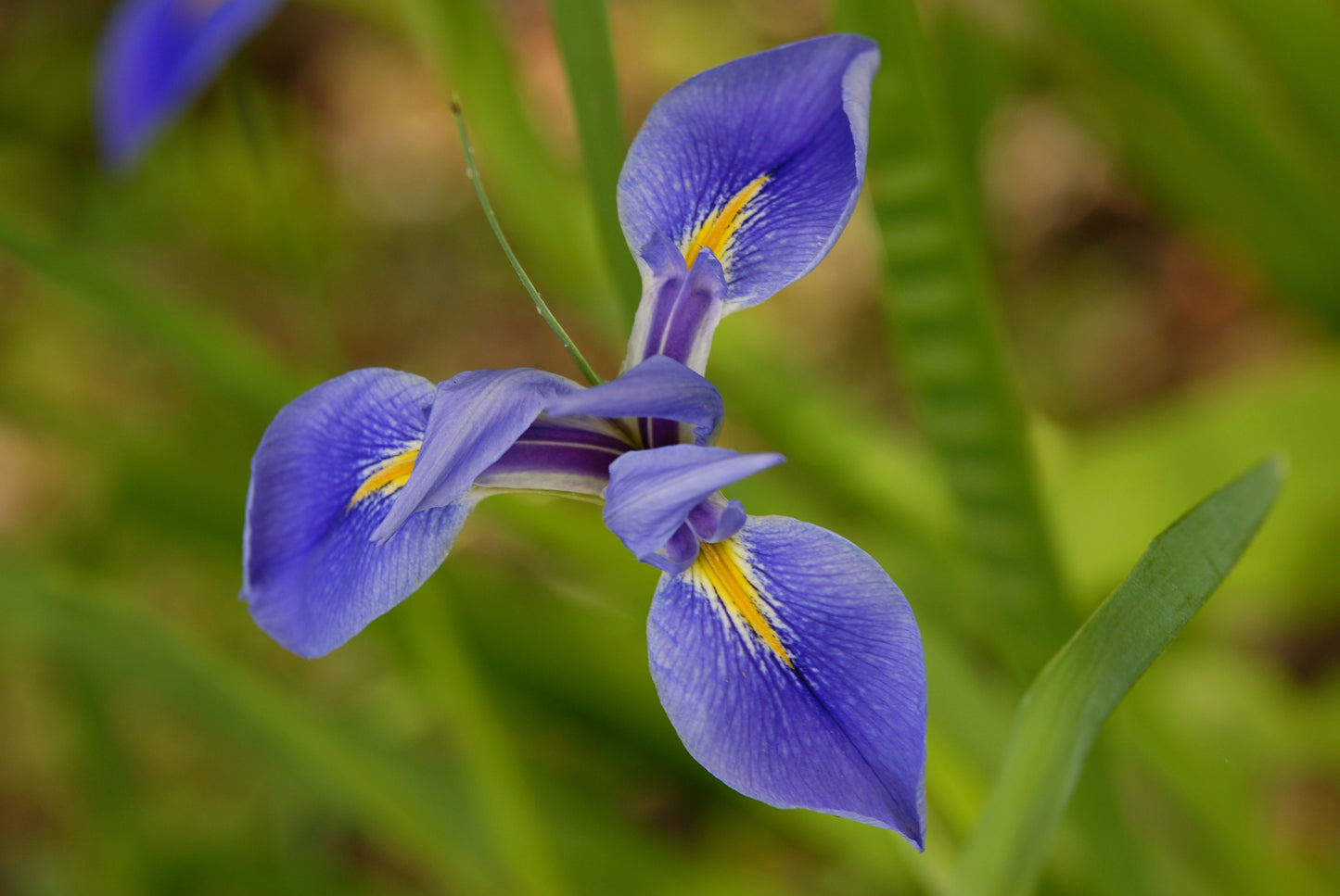 Southern Flag Virginia Iris (Iris virginicaIris virginica)