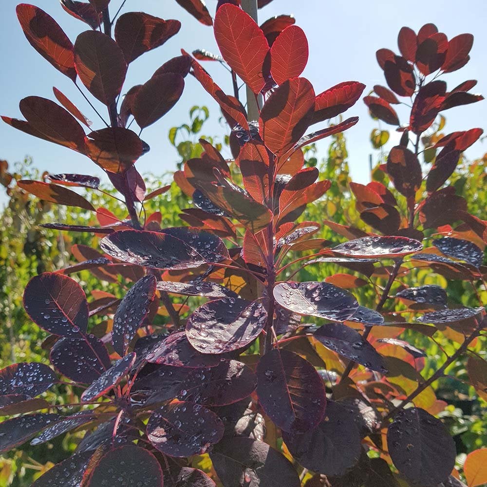 Common Smoketree European Smoke Bush (Cotinus coggygria)
