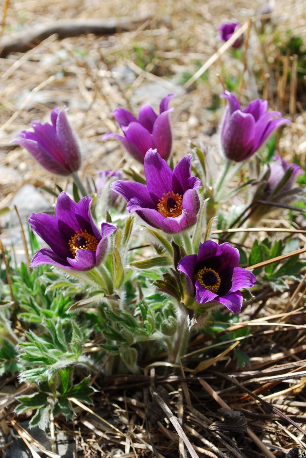 Bai Tou Weng White-haired Old-man (Pulsatilla chinensis)