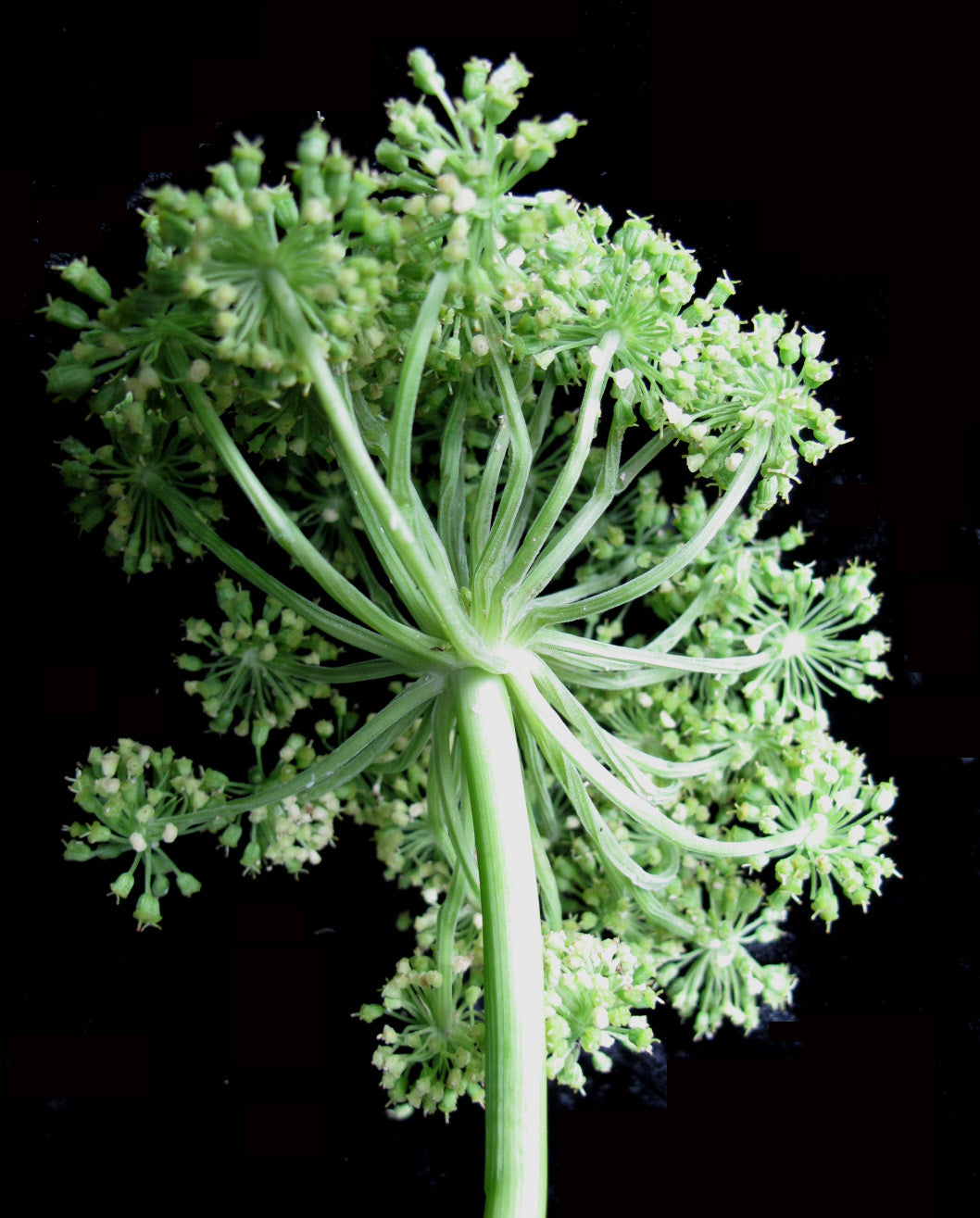Great Angelica Purplestem Angelica (Angelica atropurpurea)