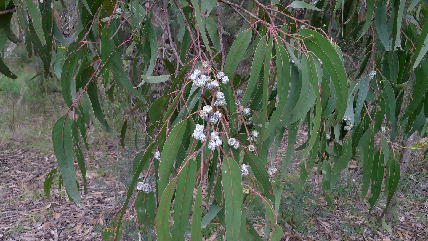 Blue Tasmanian Bluegum (Eucalyptus globulus)