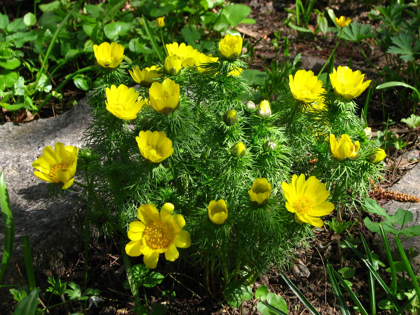 Spring Eye (Adonis vernalis)