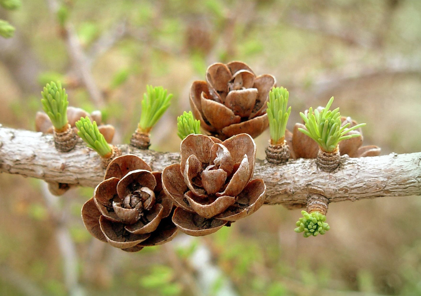 American Larch Tamarack (Larix laricina)