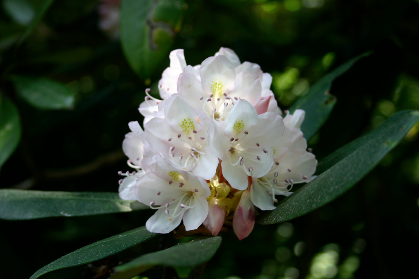 Great Laurel Rosebay Rhododendron (Rhododendron maximum)