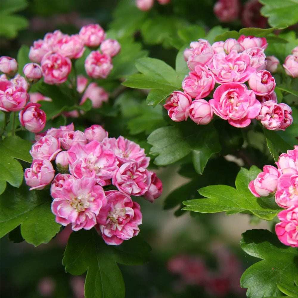 English Smooth Woodland Hawthorn, Mayflower (Crataegus laevigata)