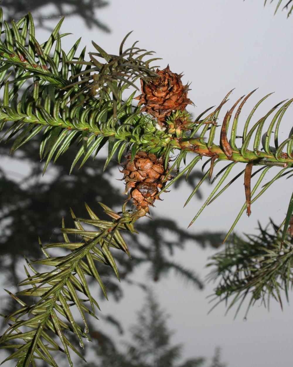 Chinese Fir (Cunninghamia lanceolata)