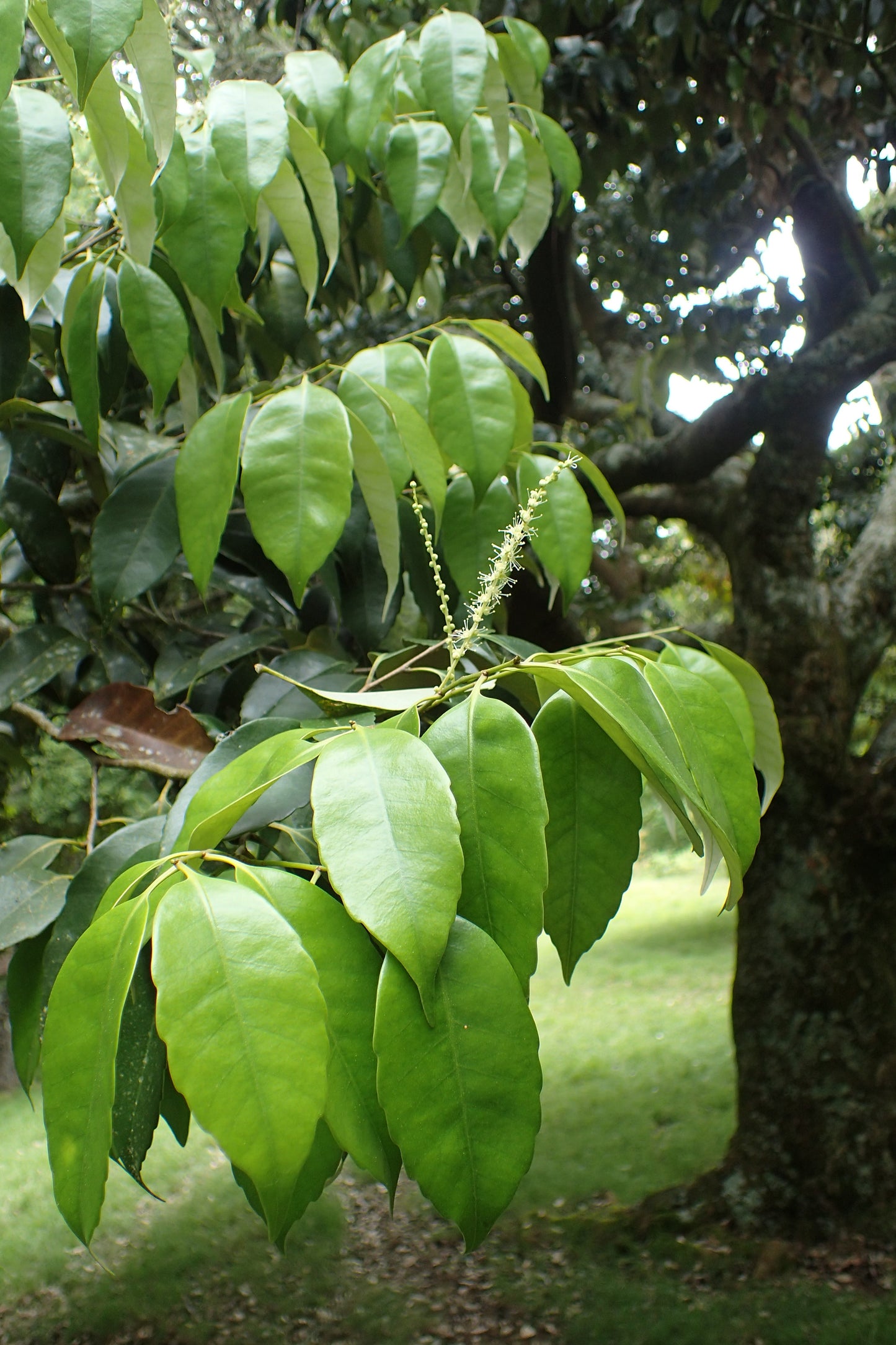 Japanese Chinquapin Japanese Shii (Castanopsis cuspidata)