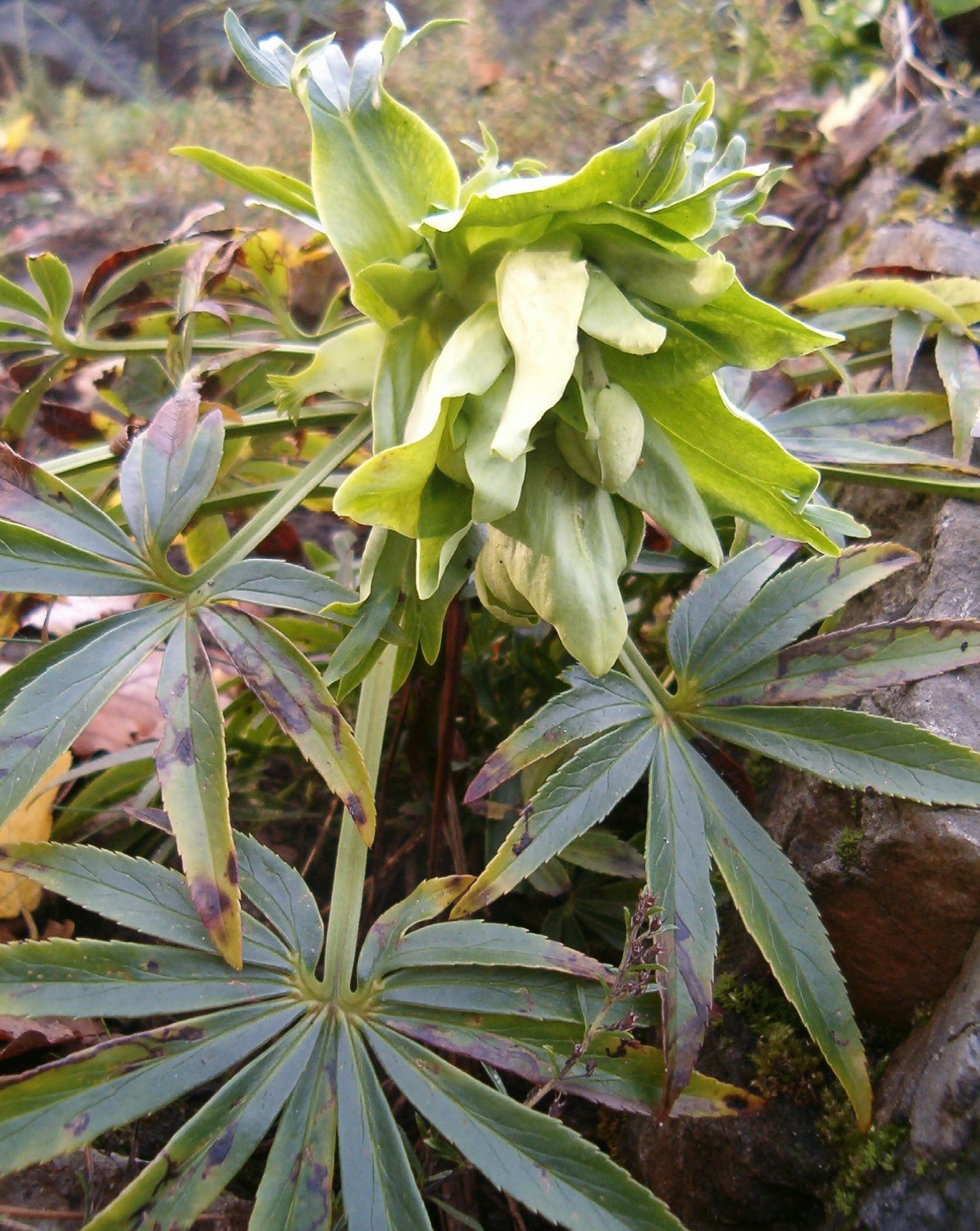 Bears Foot Dungwort Setterwort Stinking Hellebore (Helleborus foetidus)