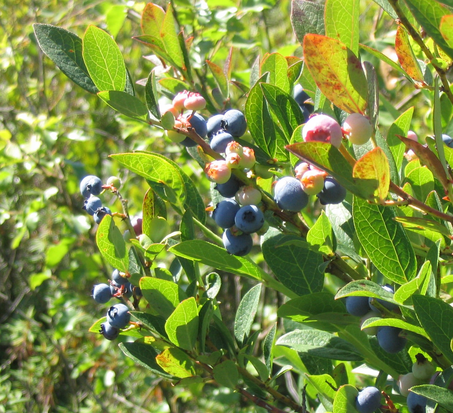 Highbush Blueberry (Vaccinium corymbosum)