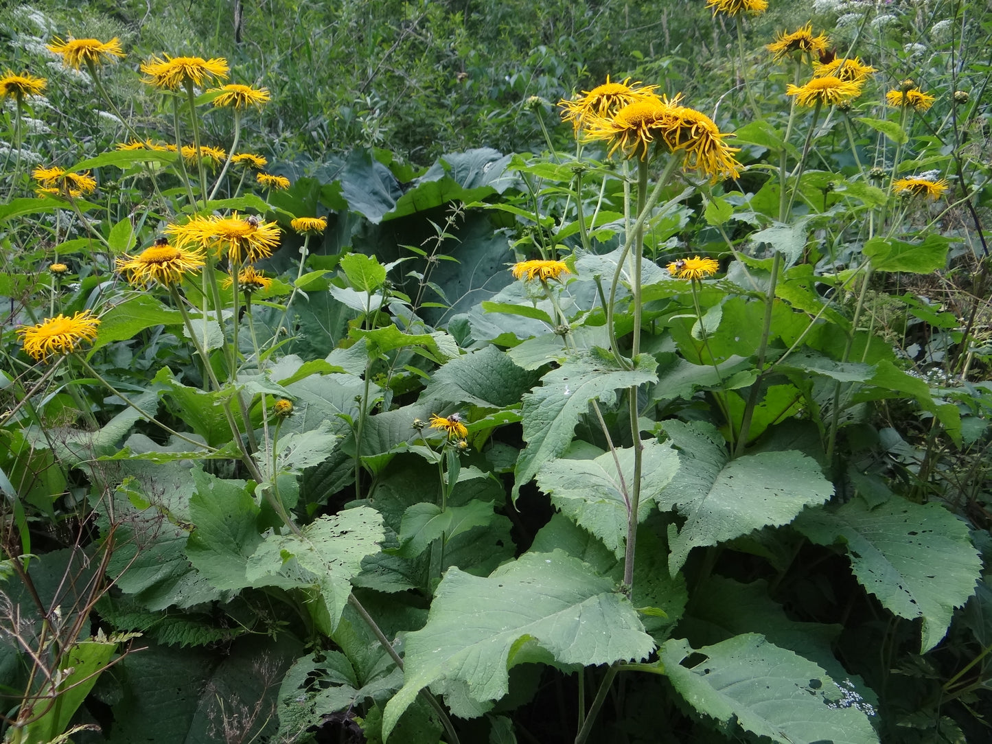Giant Ox Eye Oxeye Heartleaf Oxeye (Telekia speciosa)