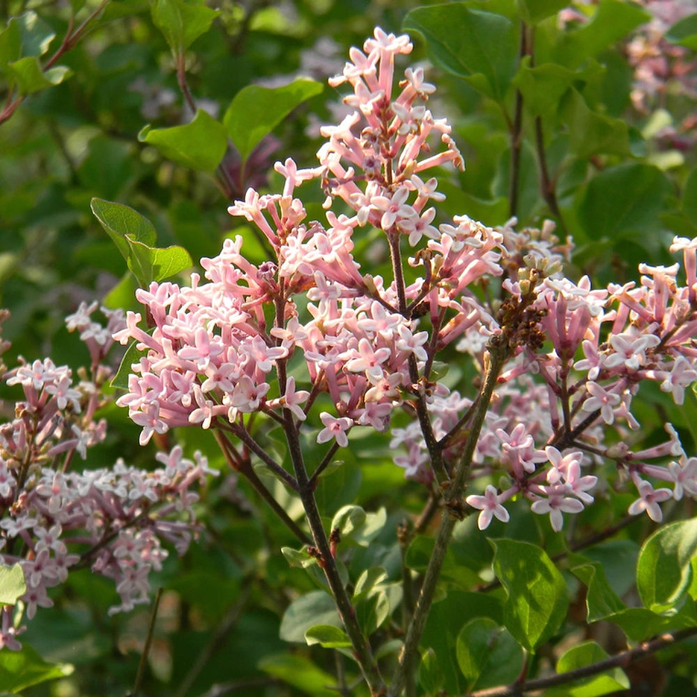 Littleleaf Lilac (Syringa pubescens ssp. Microphylla)