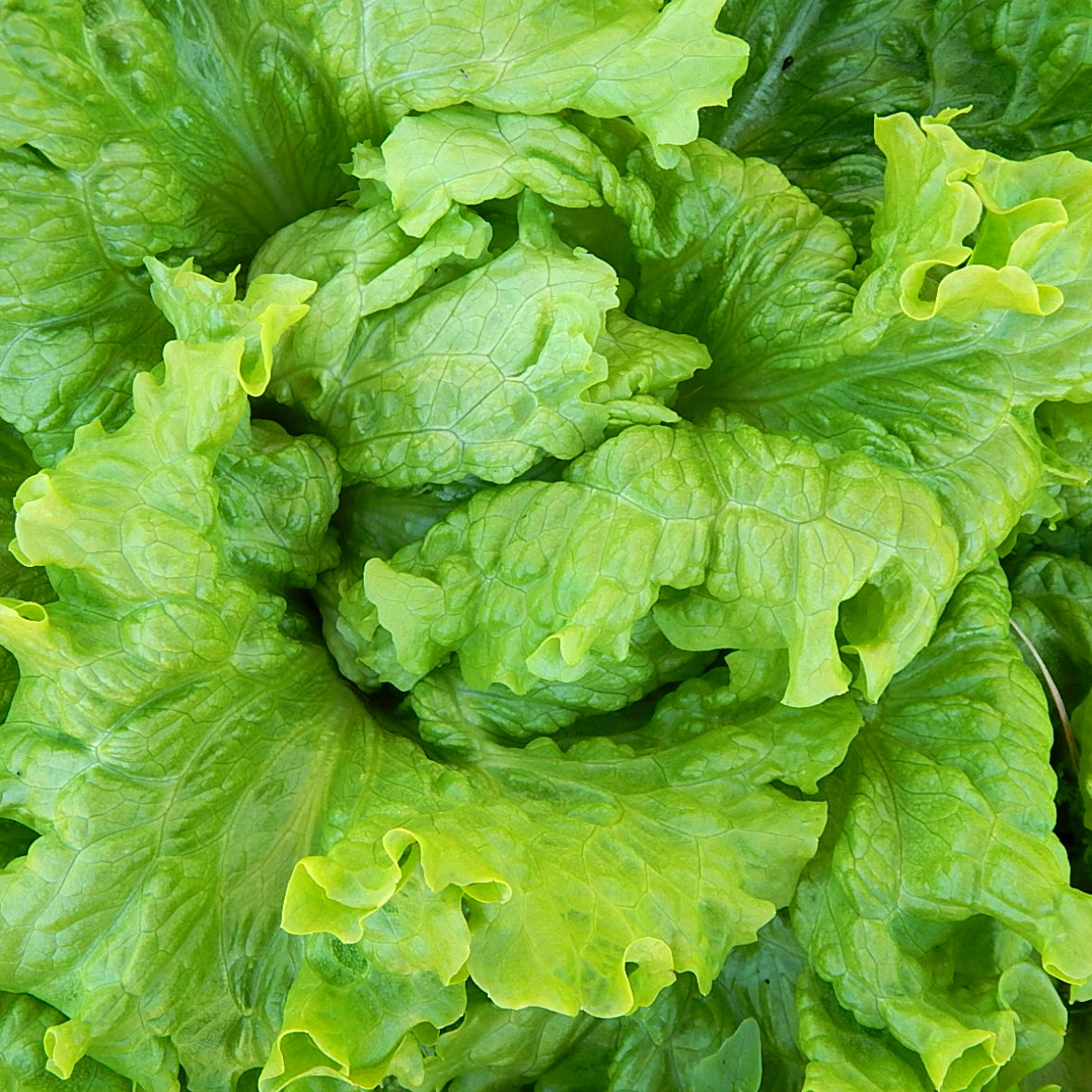 Garden Lettuce Hanson Improved Lettuce (Lactuca sativa 'Hanson Improved')