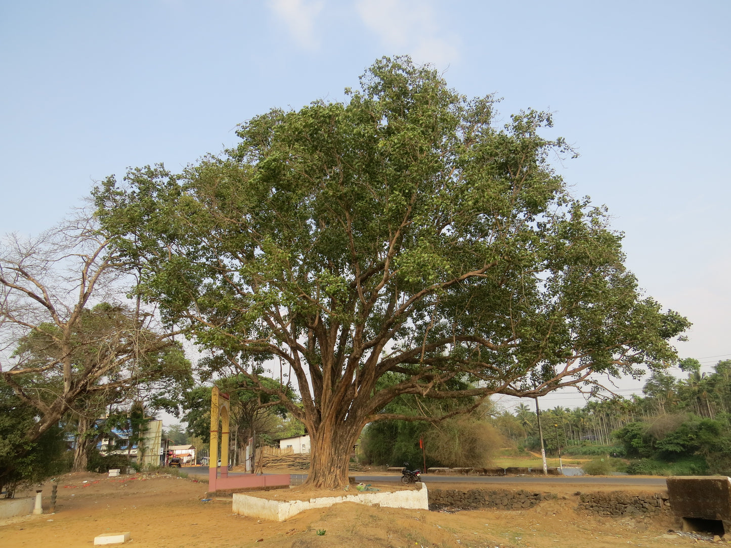Peepul Tree, Sacred Fig (Ficus religiosa)