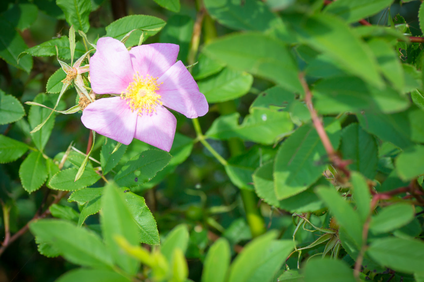 Swamp Rose (Rosa palustris)