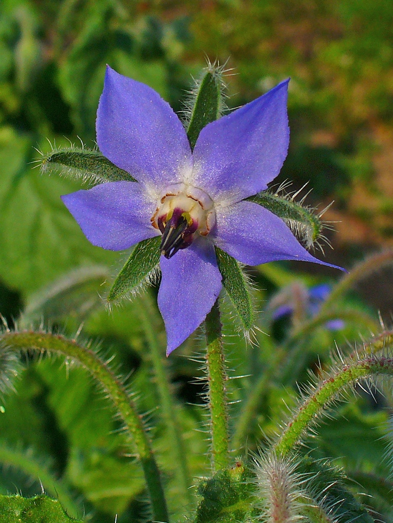 Borage Common Borage (Borago officinalis)