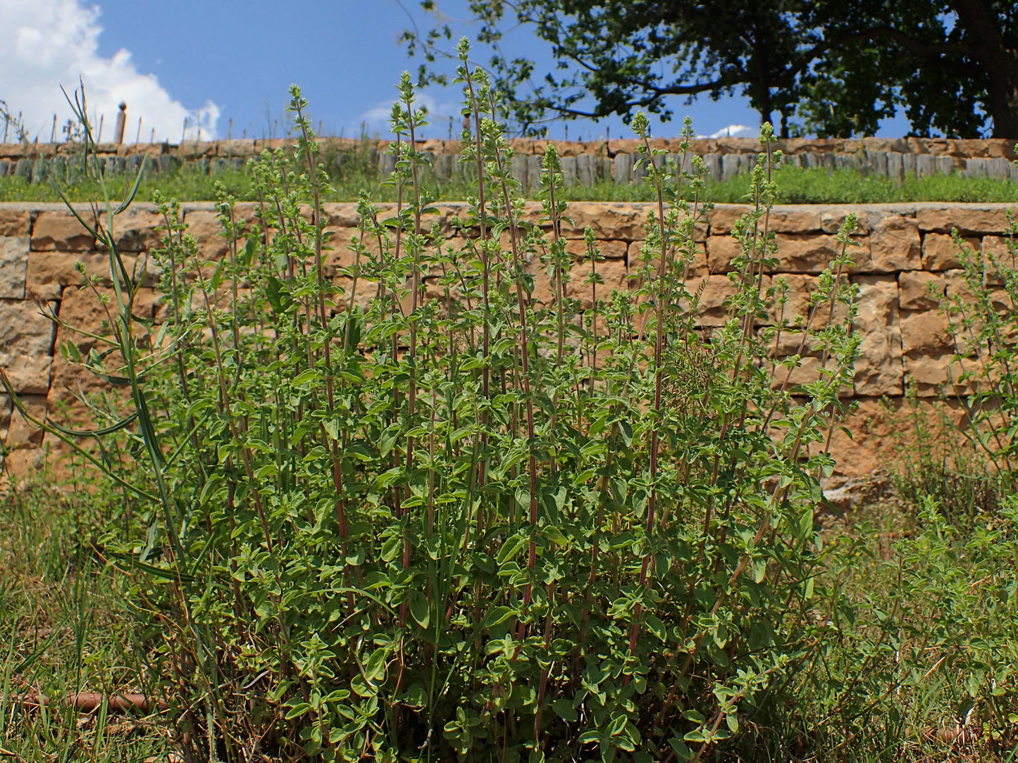 Greek Oregano (Origanum vulgare var. Hirtum)