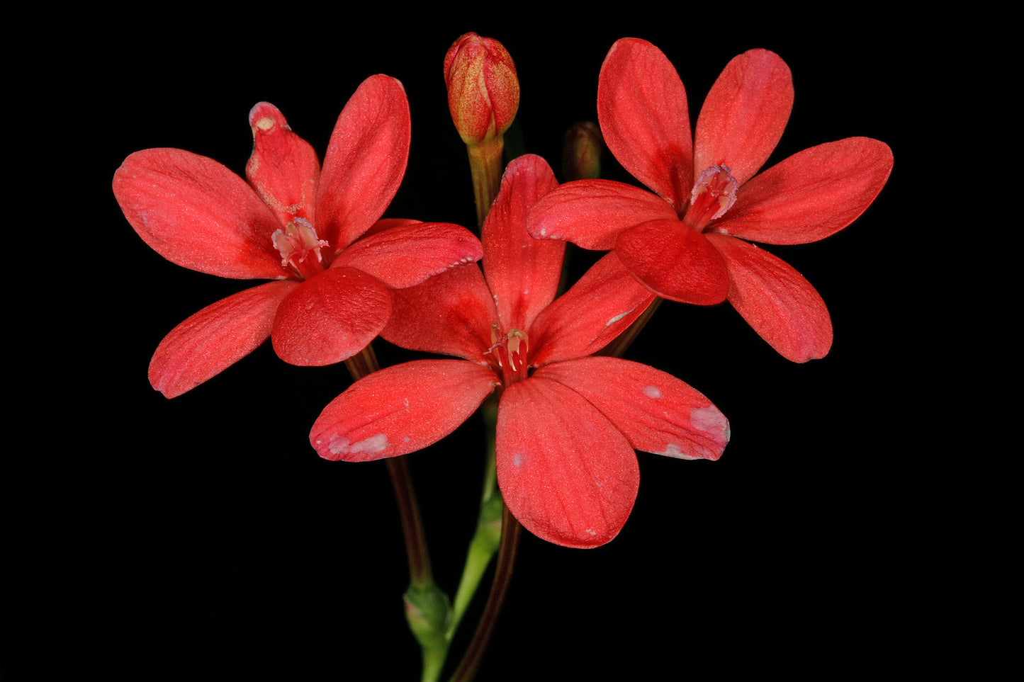 False Freesia Flowering Grass (Freesia laxa)
