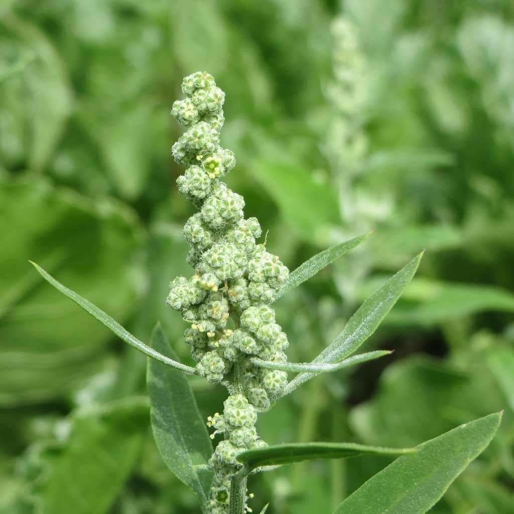 Lamb's Quarters (Chenopodium album)