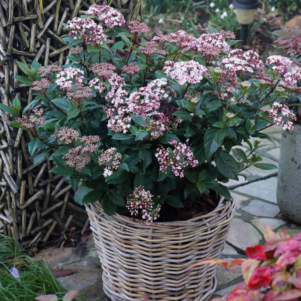 Laurustine Laurustinus Viburnum (Viburnum tinus)