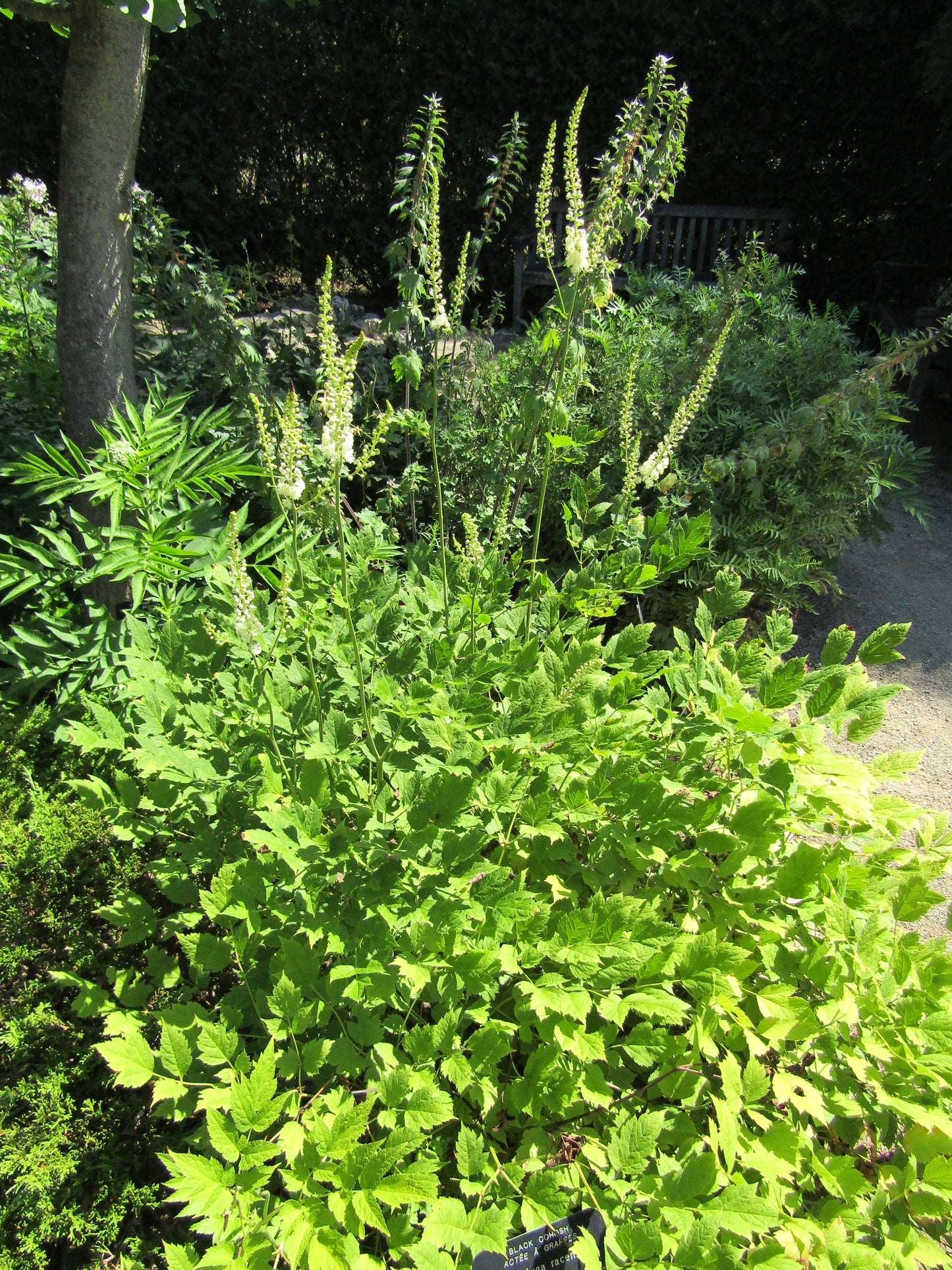 Black Bugbane Black Cohosh Snakeroot Fairy Candle (Cimicifuga racemosa)