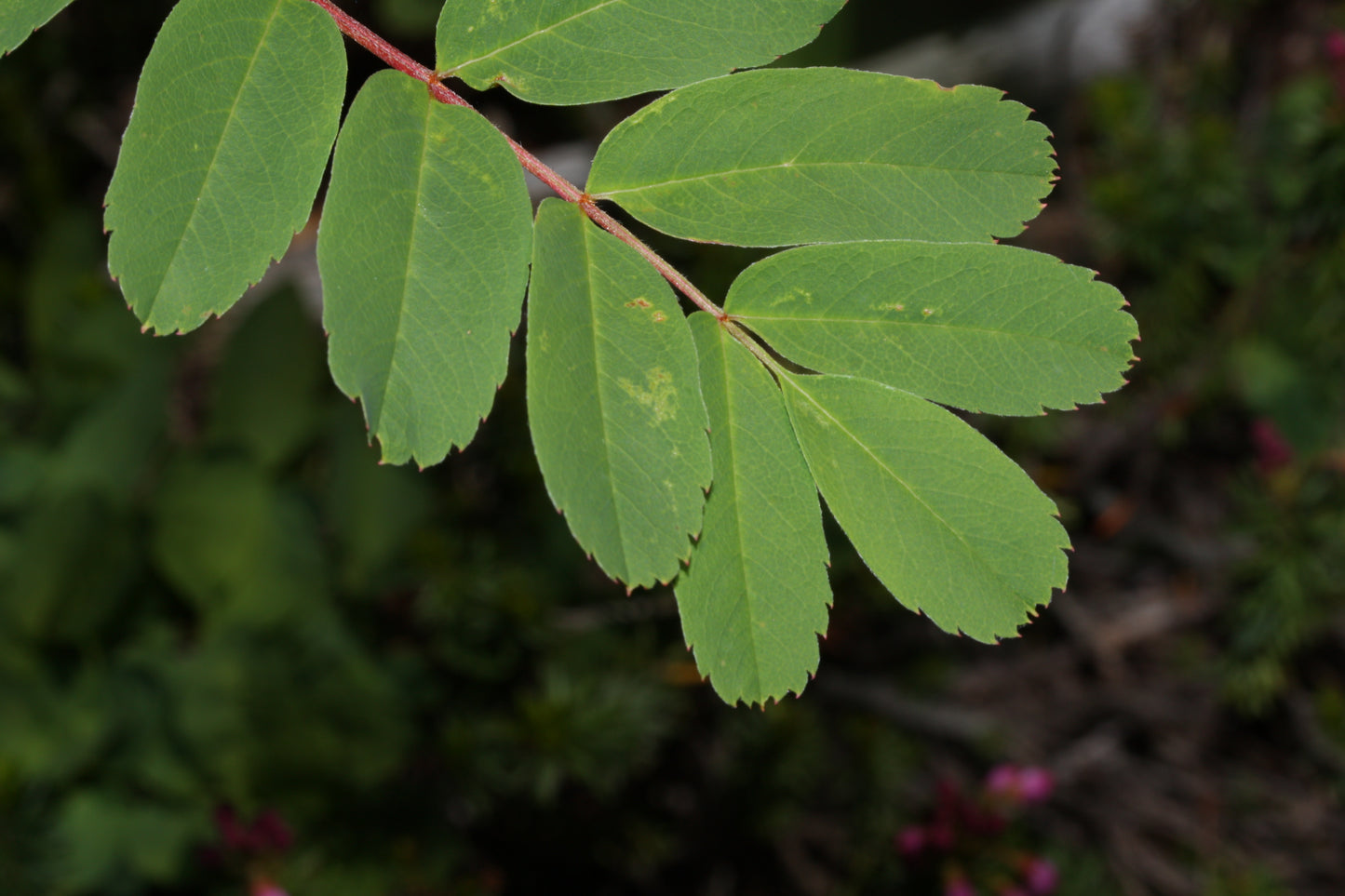 Western Ash (Sorbus sitchensis)