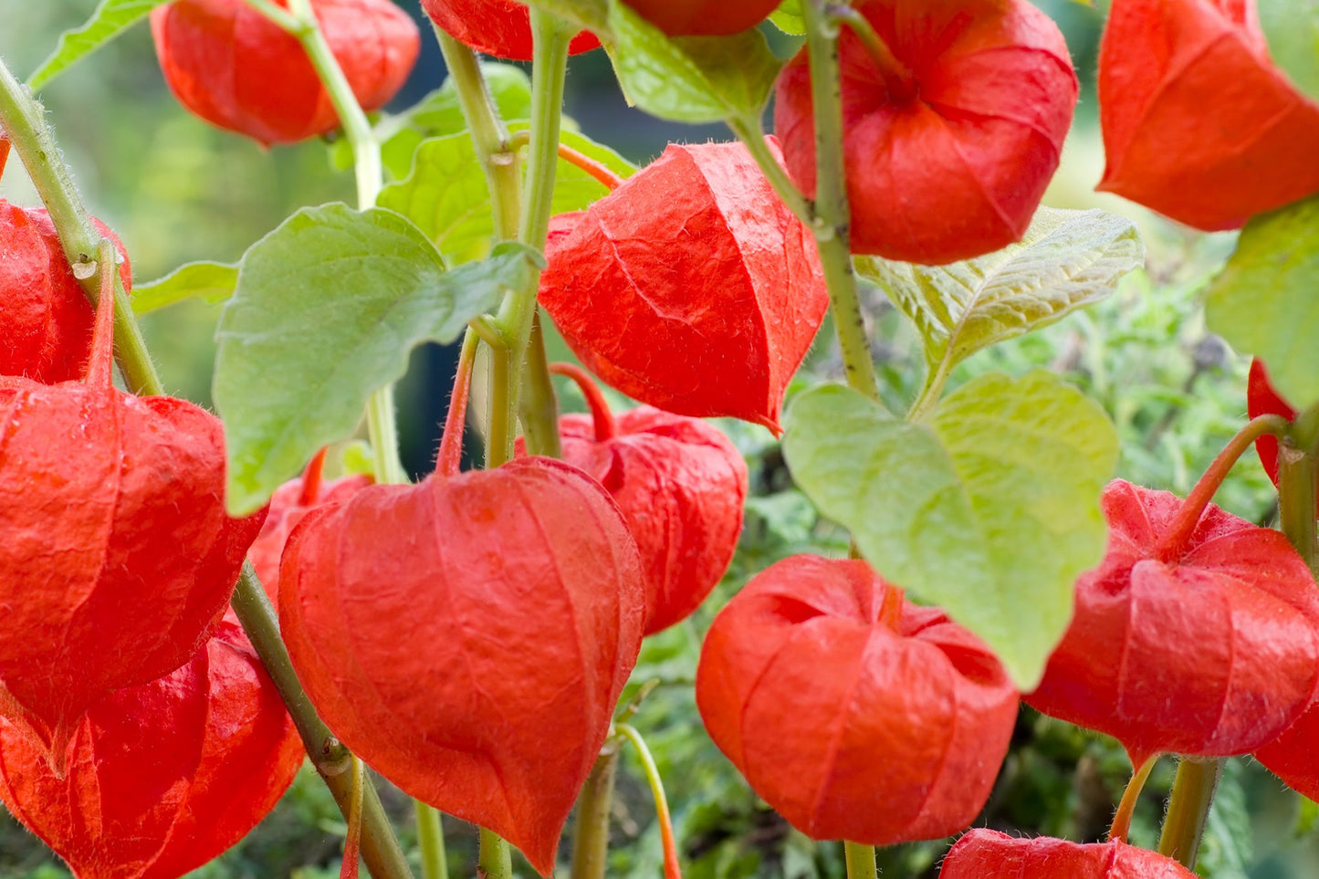 Chinese Lantern Strawberry Groundcherry Winter Cherry (Physalis alkekengi)