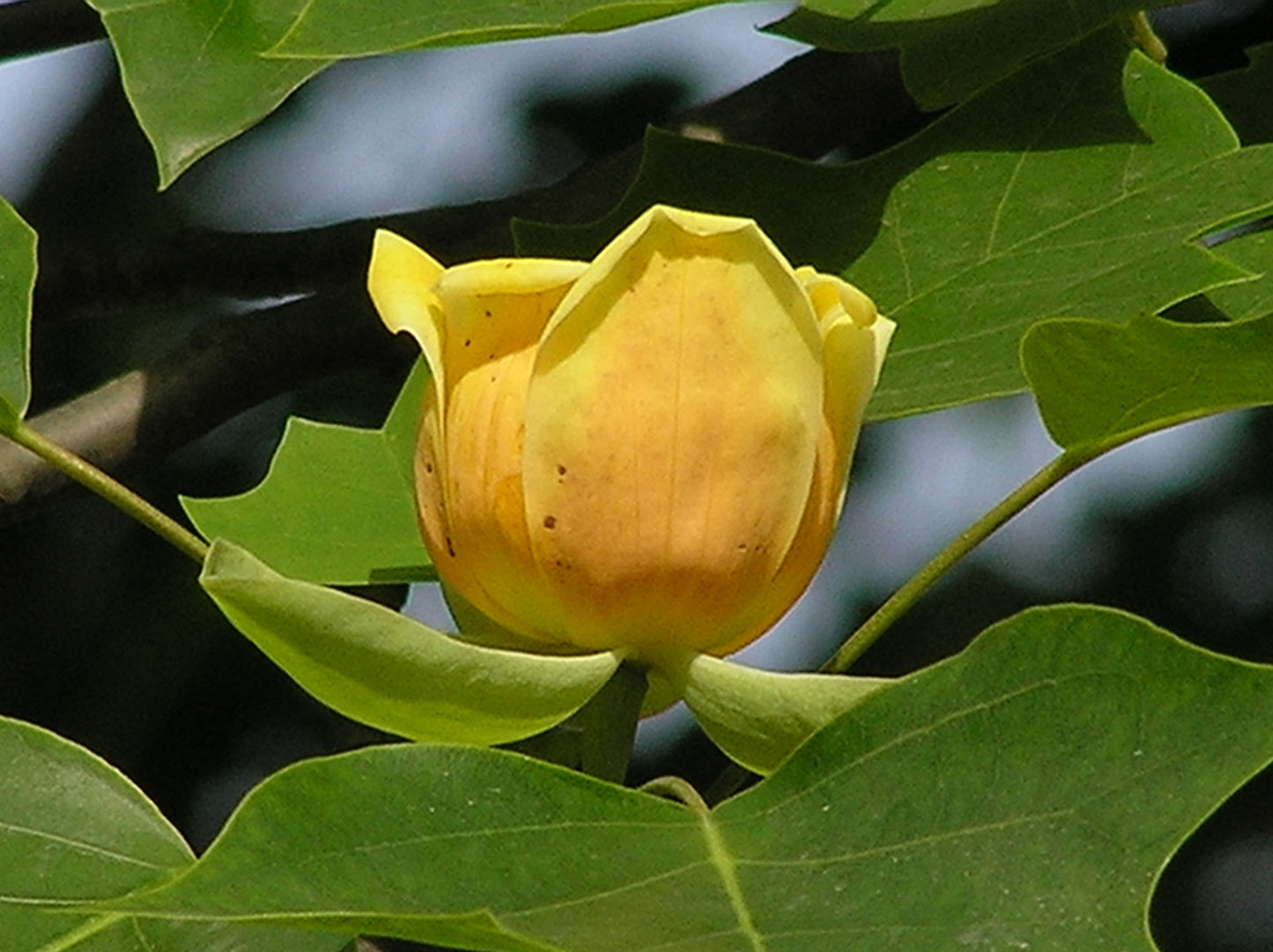 Chinese Tulip Tree Chinese Tuliptree (Liriodendron chinense)