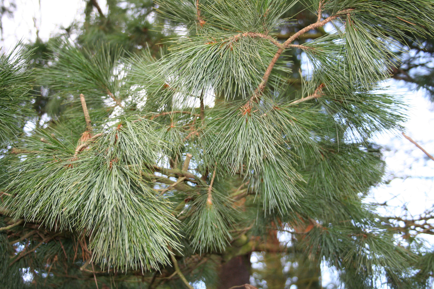 Bhutan Pine Himalayan White Pine (Pinus wallichiana)