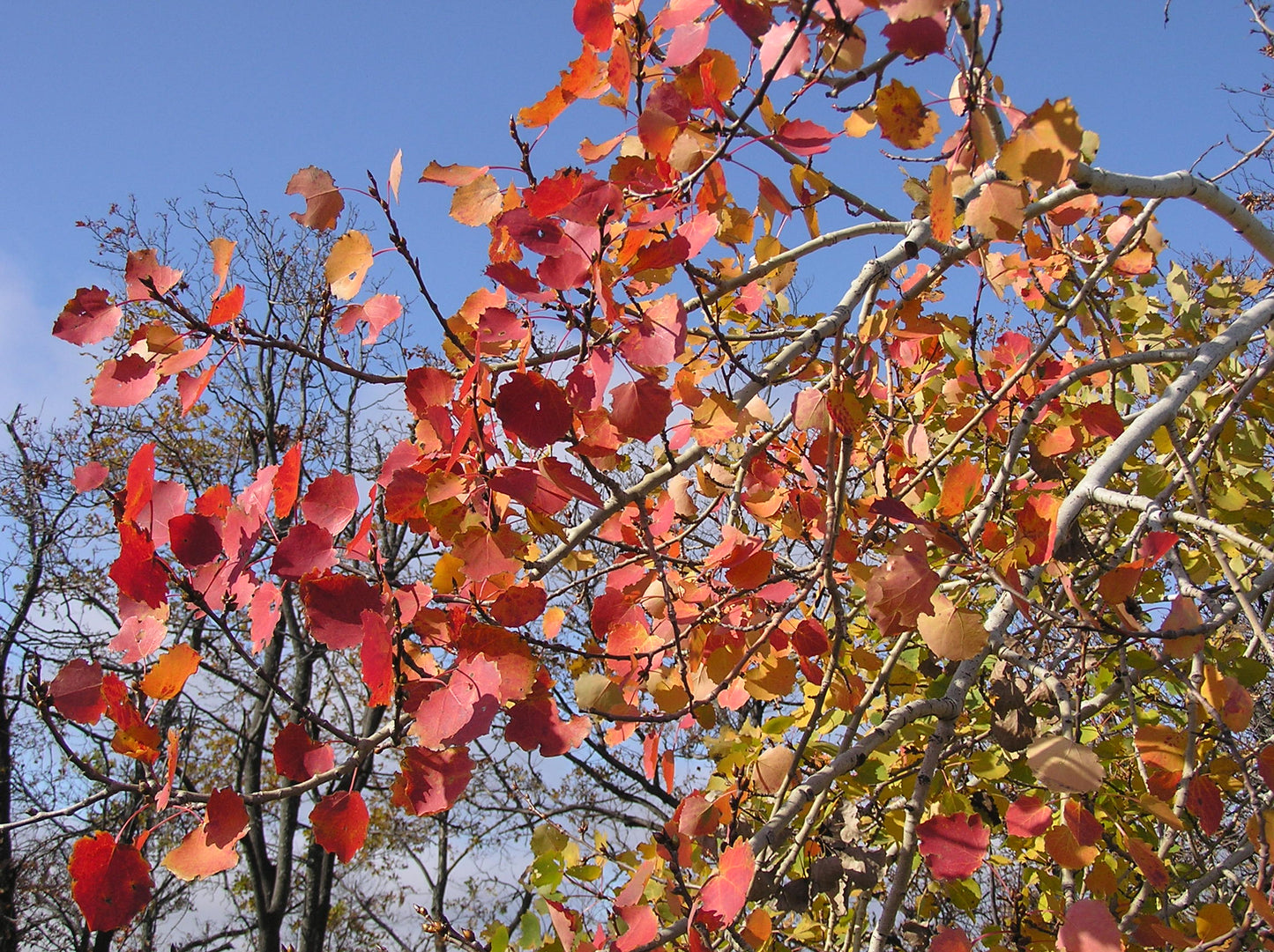 European Aspen (Populus tremula)