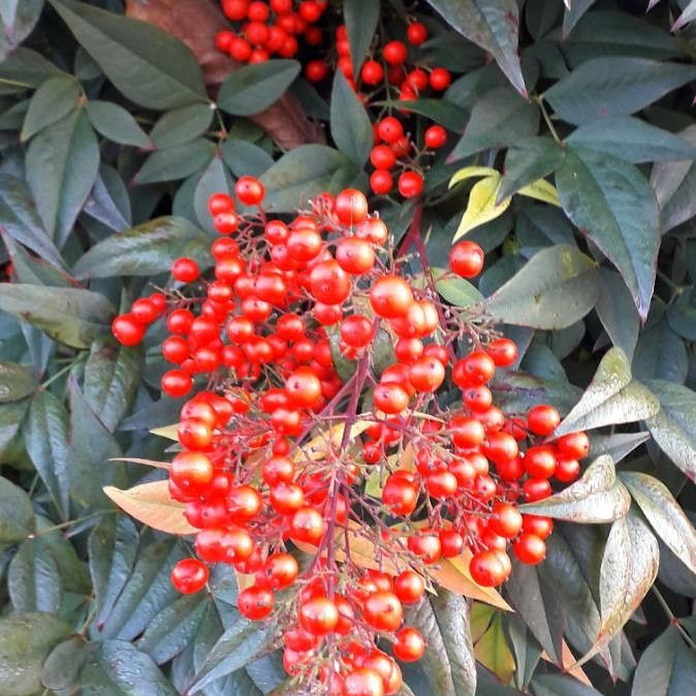 Dwarf Heavenly Bamboo Nana Bamboo (Nandina domestica 'Nana')