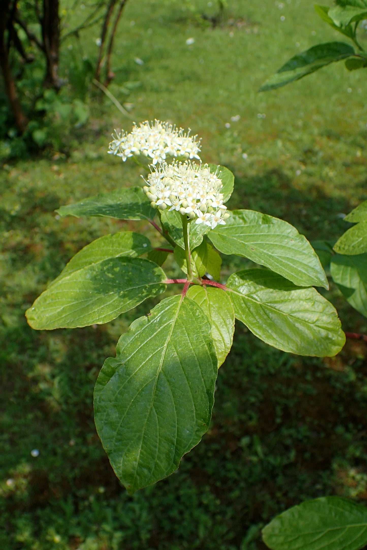 Brown Dogwood Western Cornel (Cornus glabrata)