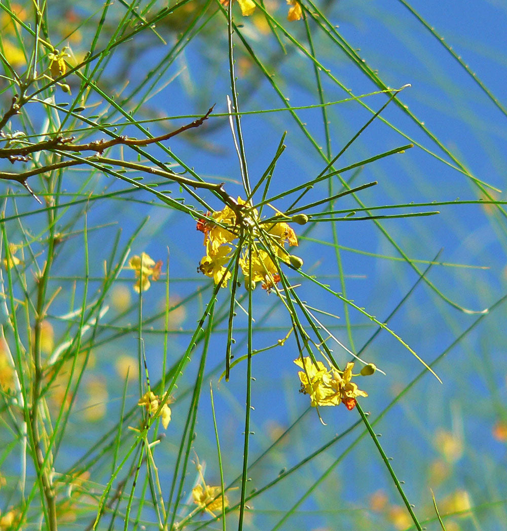 Jellybean Jerusalem Mexican Verde Parkinsonia (Parkinsonia aculeata)