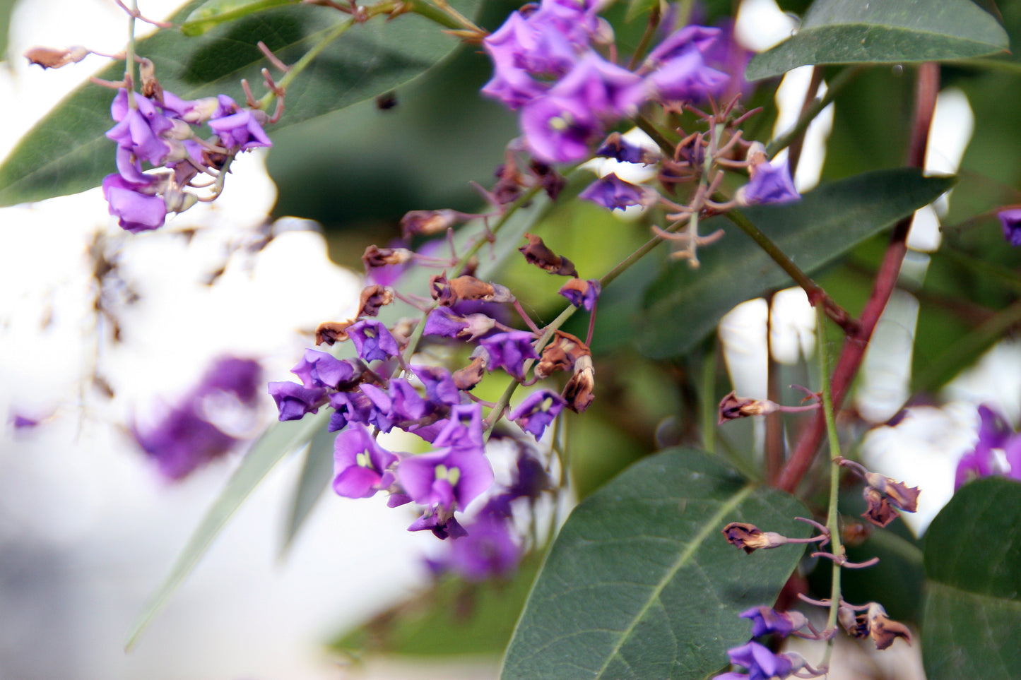 Coral-pea Sarsaparilla Purple Pea Vine Lilac (Hardenbergia violacea)
