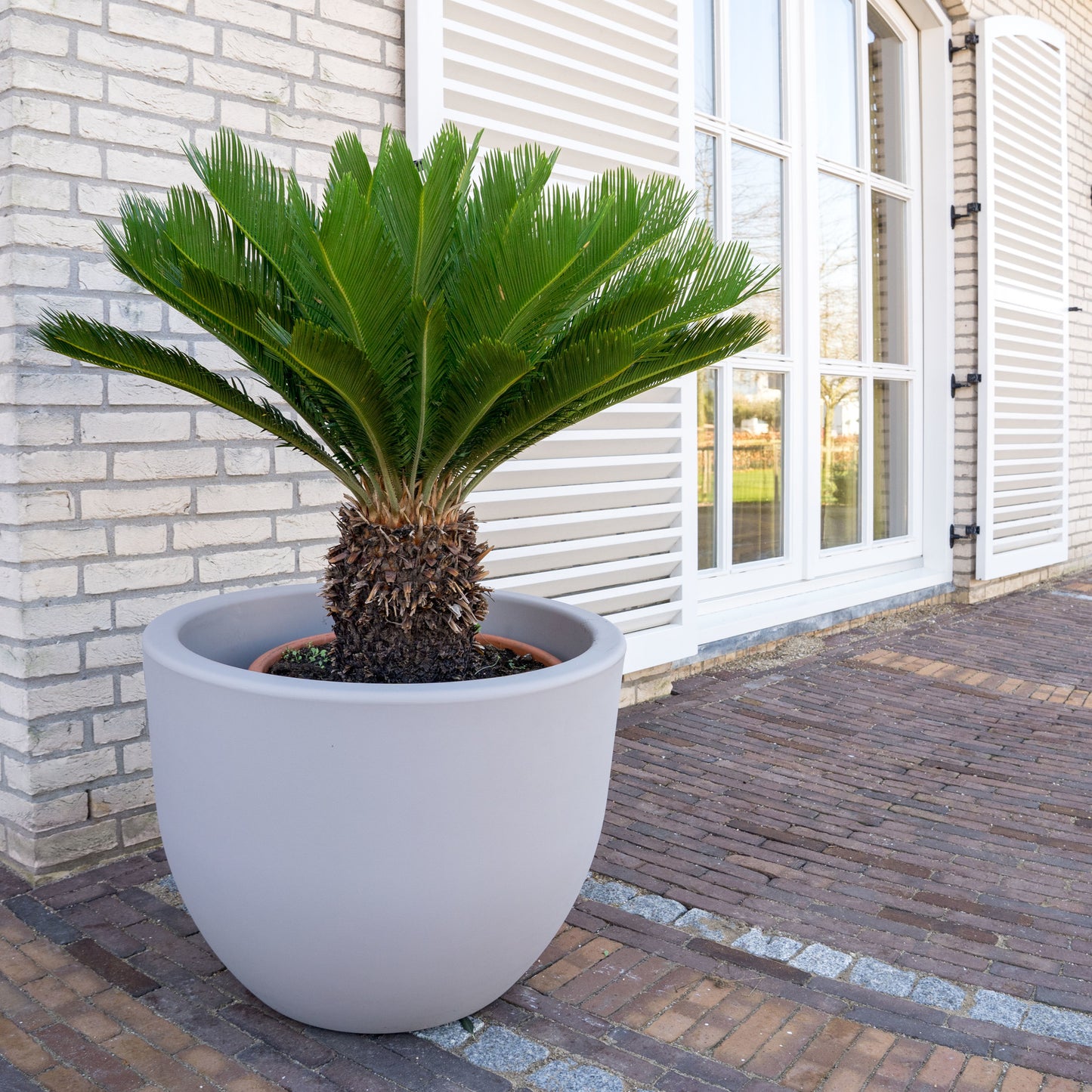 Funeral Palm Sago King Cycad Palm (Cycas revoluta)