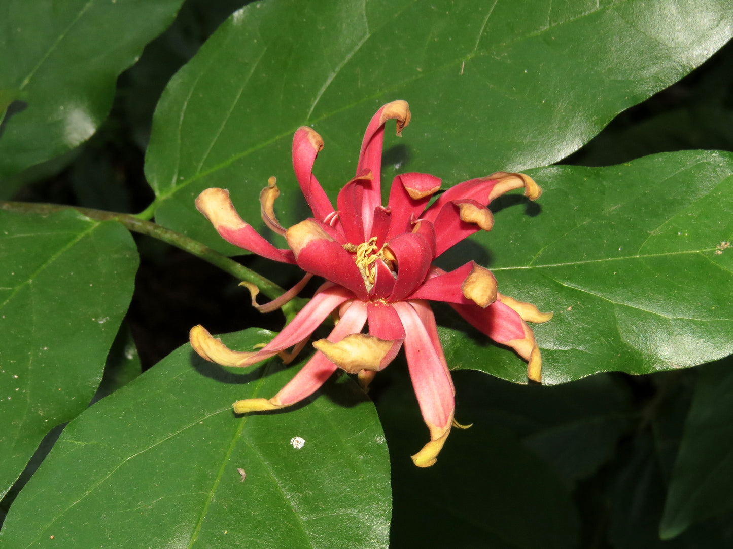 Western Sweetshrub (Calycanthus occidentalis)