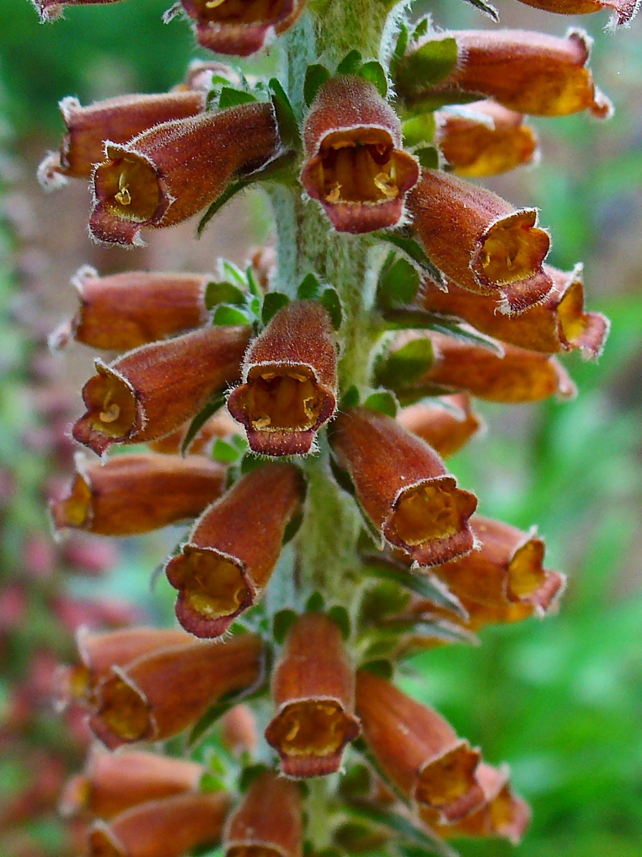 Spanish Foxglove (Digitalis parviflora)