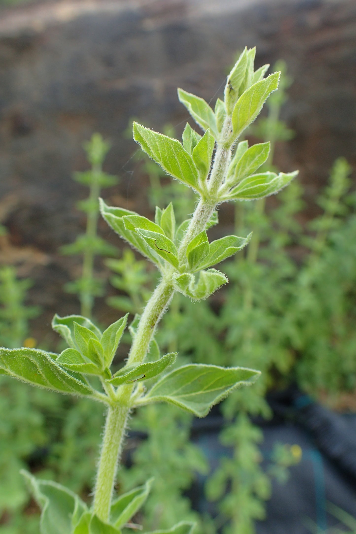 Greek Oregano (Origanum vulgare var. Hirtum)