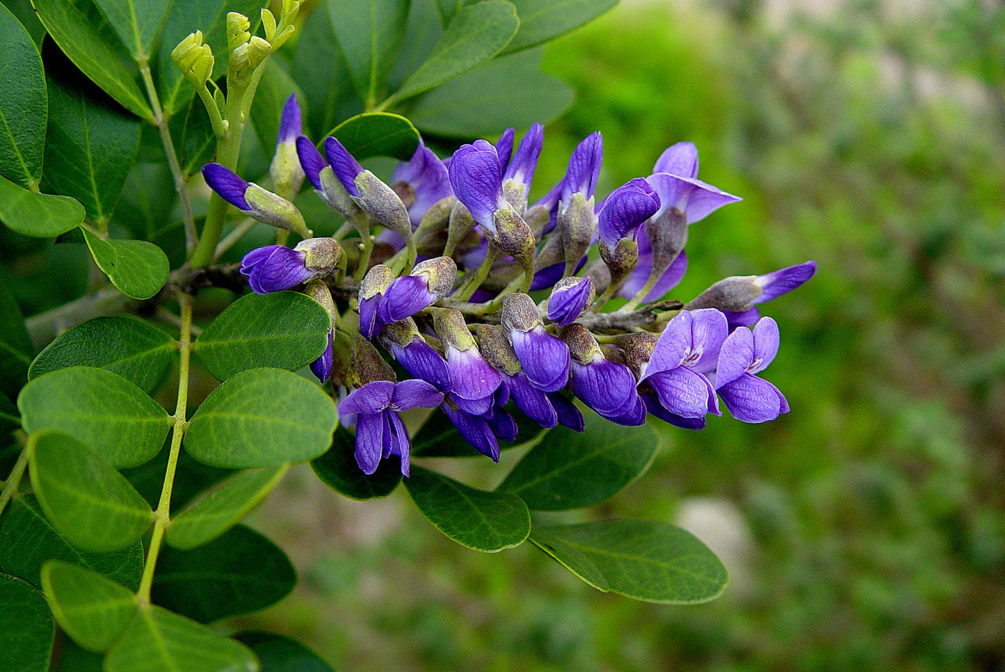 Frijolillo Frijolito Mescal Bean Texas Mescalbean Mountain Laurel (Sophora secundiflora)