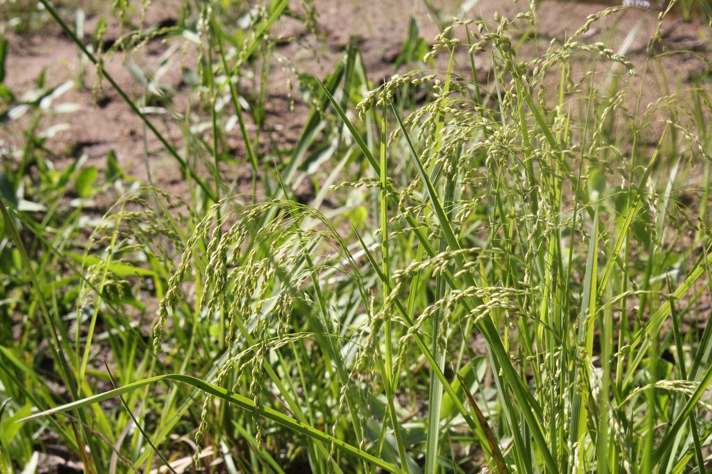 Canada Manna Canadian Mannagrass Quaking Grass Rattlesnake Mannagrass (Glyceria canadensis)