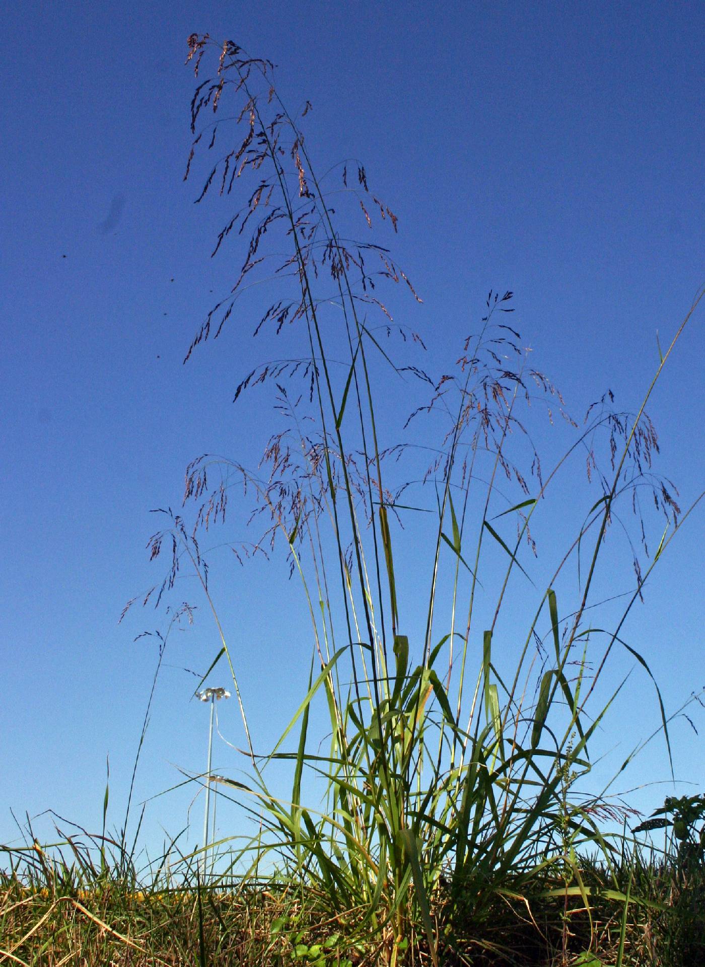 Greasegrass Purpletop Tridens Sandgrass Tall Redtop (Tridens flavus)